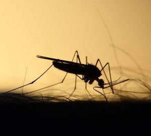 kako napraviti prirodni repelent - sprej protiv komaraca na bazi eteričnih ulja